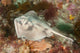 Female Cross-back Stingaree Urolophus Wall Decal