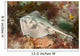 Female Cross-back Stingaree Urolophus Wall Decal