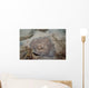 Sparsely-spotted Stingaree Urolophus Paucimaculatus Wall Decal