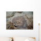 Sparsely-spotted Stingaree Urolophus Paucimaculatus Wall Decal