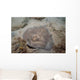 Sparsely-spotted Stingaree Urolophus Paucimaculatus Wall Decal