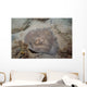 Sparsely-spotted Stingaree Urolophus Paucimaculatus Wall Decal