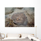 Sparsely-spotted Stingaree Urolophus Paucimaculatus Wall Decal