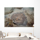 Sparsely-spotted Stingaree Urolophus Paucimaculatus Wall Decal