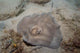 Sparsely-spotted Stingaree Urolophus Paucimaculatus Wall Decal
