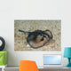 Sepia Stingray Urolophus Aurantiacus Wall Decal