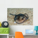 Sepia Stingray Urolophus Aurantiacus Wall Decal