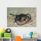 Sepia Stingray Urolophus Aurantiacus Wall Decal