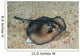 Sepia Stingray Urolophus Aurantiacus Wall Decal