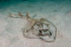 Southern Fiddler Ray Sandy Wall Decal