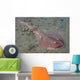Juvenile Tasmanian Numbfish Hobart Wall Decal