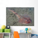 Juvenile Tasmanian Numbfish Hobart Wall Decal
