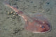 Juvenile Tasmanian Numbfish Hobart Wall Decal