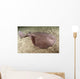 Short-tailed Torpedo Ray Torpedo Wall Decal