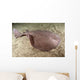 Short-tailed Torpedo Ray Torpedo Wall Decal