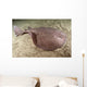 Short-tailed Torpedo Ray Torpedo Wall Decal