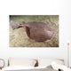 Short-tailed Torpedo Ray Torpedo Wall Decal