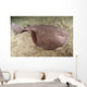 Short-tailed Torpedo Ray Torpedo Wall Decal