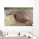Short-tailed Torpedo Ray Torpedo Wall Decal