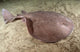 Short-tailed Torpedo Ray Torpedo Wall Decal