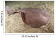 Short-tailed Torpedo Ray Torpedo Wall Decal