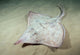 Deepwater Adult Skate Raja Wall Decal