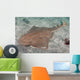 Japanese Angel Shark Squatina Wall Decal