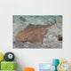 Japanese Angel Shark Squatina Wall Decal