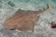 Japanese Angel Shark Squatina Wall Decal