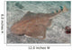 Japanese Angel Shark Squatina Wall Decal