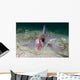 Adult Spotted Ratfish over Wall Decal