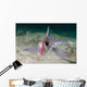 Adult Spotted Ratfish over Wall Decal