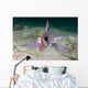 Adult Spotted Ratfish over Wall Decal