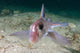 Adult Spotted Ratfish over Wall Decal