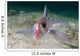 Adult Spotted Ratfish over Wall Decal