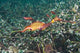 Weedy Seadragon Foraging for Wall Decal Design 2