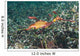 Weedy Seadragon Foraging for Wall Decal Design 2