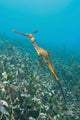 Weedy Seadragon Foraging for Wall Decal Design 1