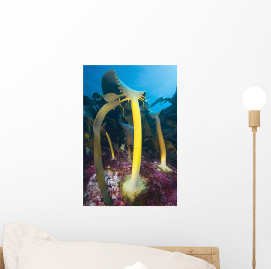 Bull Kelp Fronds Growing Wall Decal