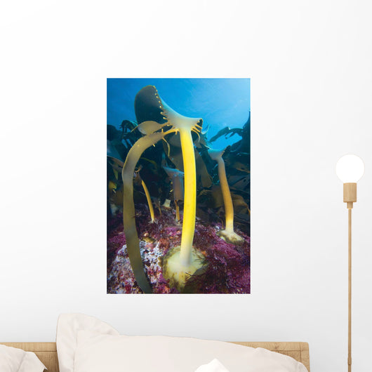 Bull Kelp Fronds Growing Wall Decal