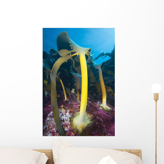 Bull Kelp Fronds Growing Wall Decal