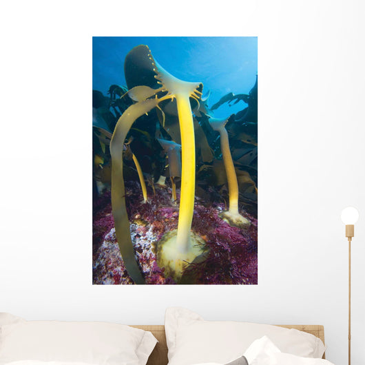 Bull Kelp Fronds Growing Wall Decal