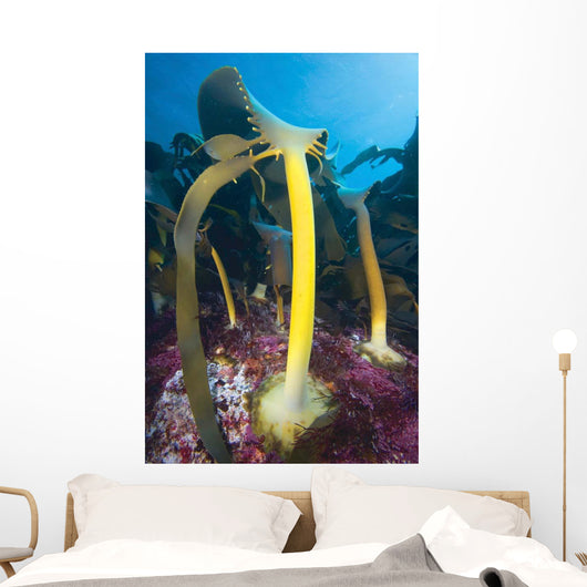 Bull Kelp Fronds Growing Wall Decal