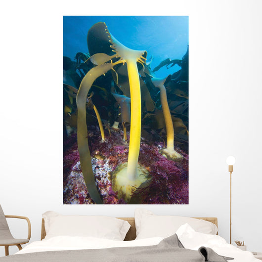Bull Kelp Fronds Growing Wall Decal