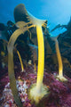 Bull Kelp Fronds Growing Wall Decal