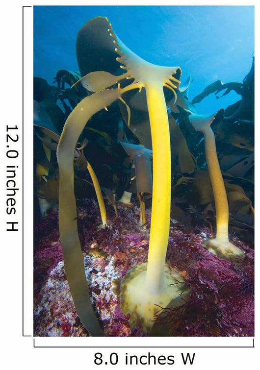 Bull Kelp Fronds Growing Wall Decal