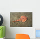 Juvenile Tasmanian Numbfish Narcine Wall Decal