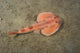 Juvenile Tasmanian Numbfish Narcine Wall Decal