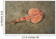 Juvenile Tasmanian Numbfish Narcine Wall Decal