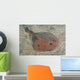 Japanese Numbray Narke Japonica Wall Decal
